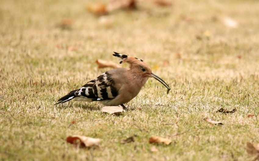 抓拍戴胜鸟的动态