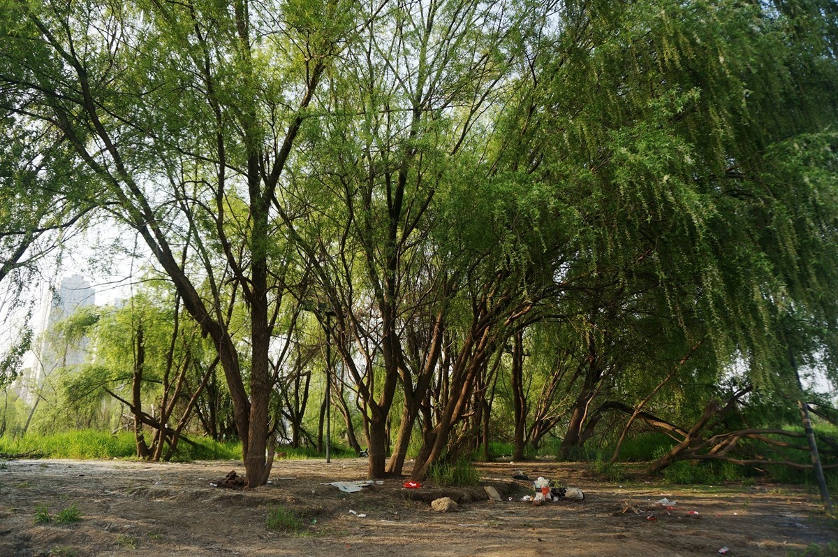 【家乡美】风和日丽正清明——武汉漫游