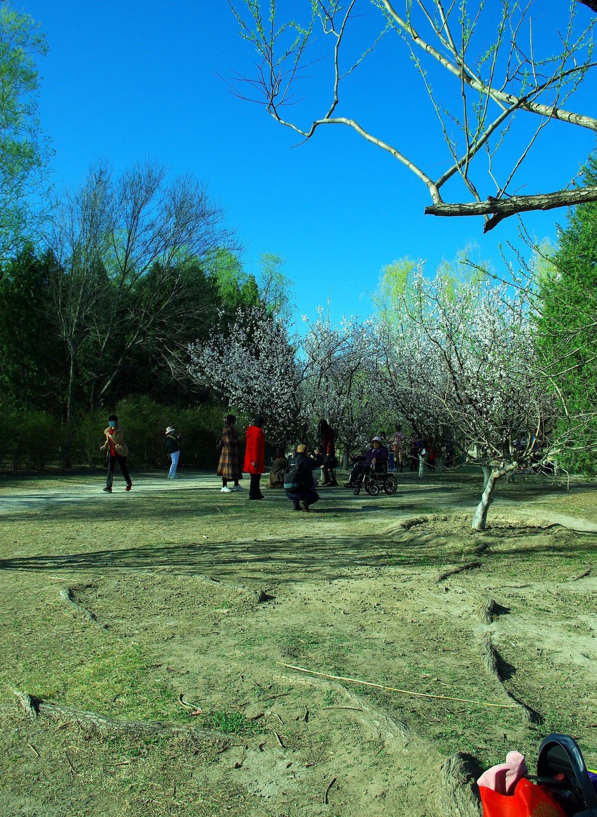 2022 —— 春风里，北京奥森公园奥海湿地景色