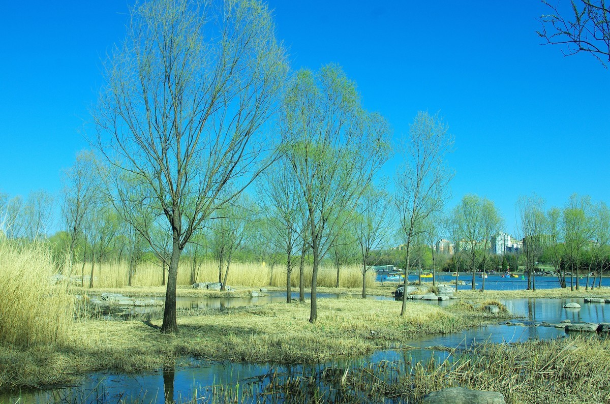 2022 —— 春风里，北京奥森公园奥海湿地景色