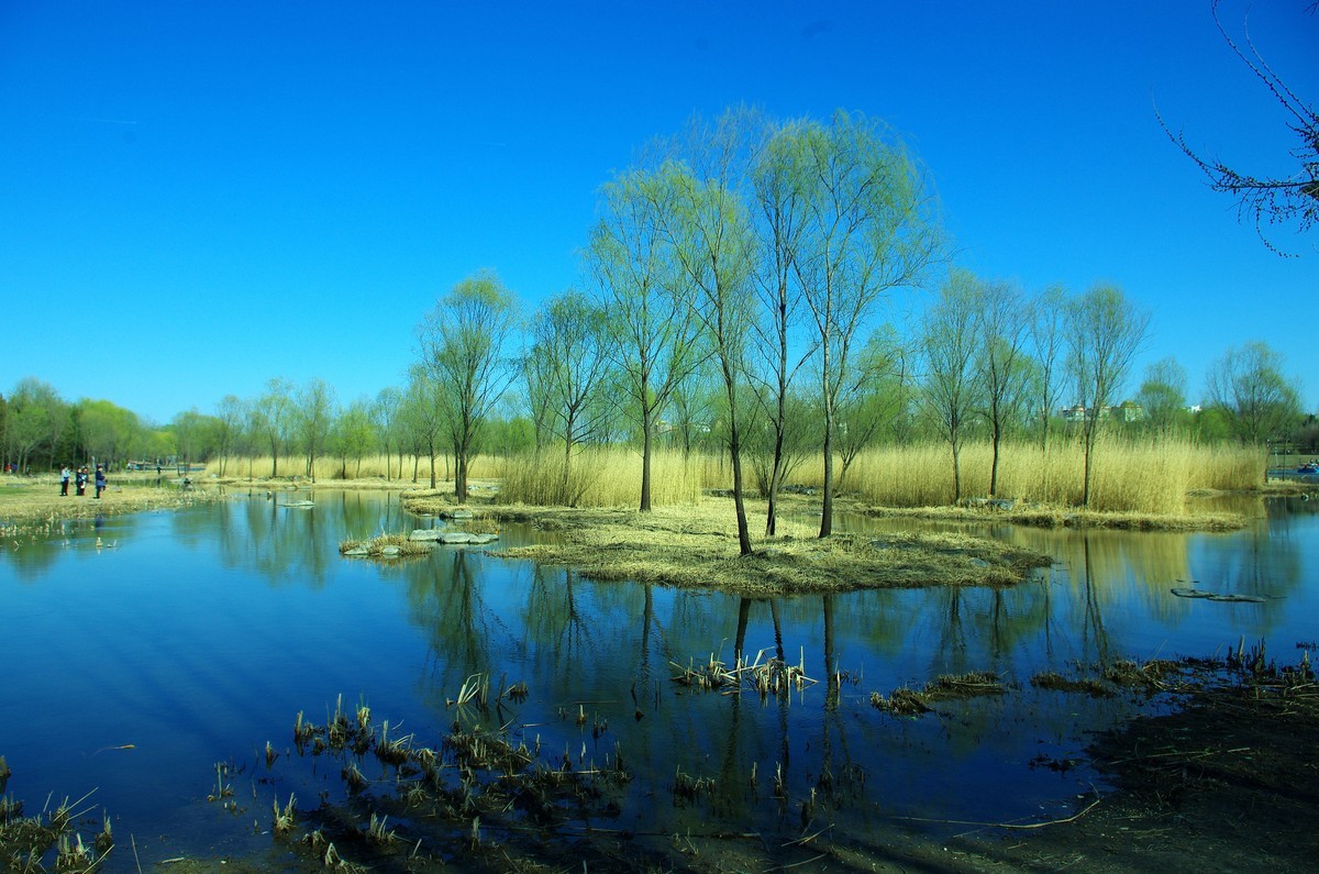 2022 —— 春风里，北京奥森公园奥海湿地景色