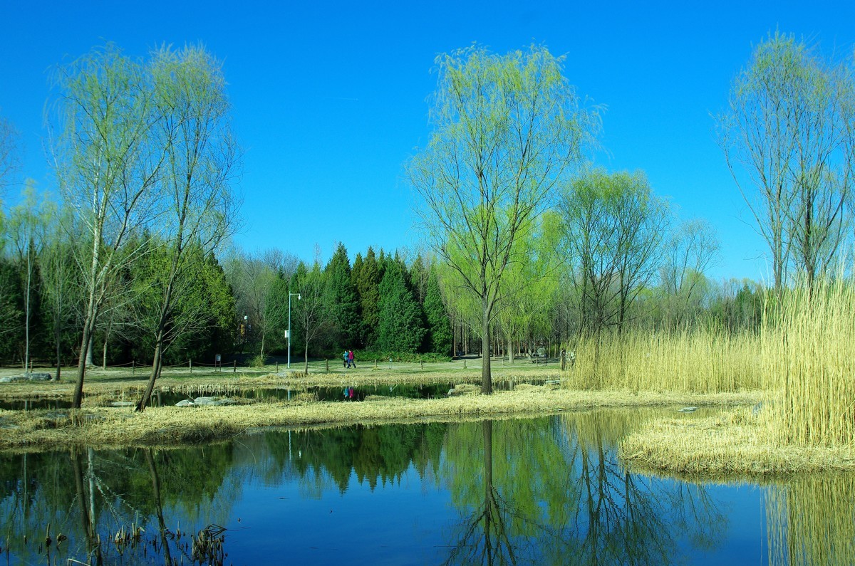 2022 —— 春风里，北京奥森公园奥海湿地景色