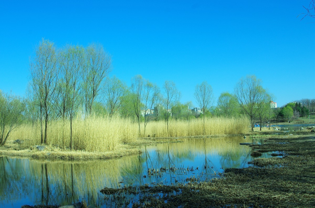 2022 —— 春风里，北京奥森公园奥海湿地景色