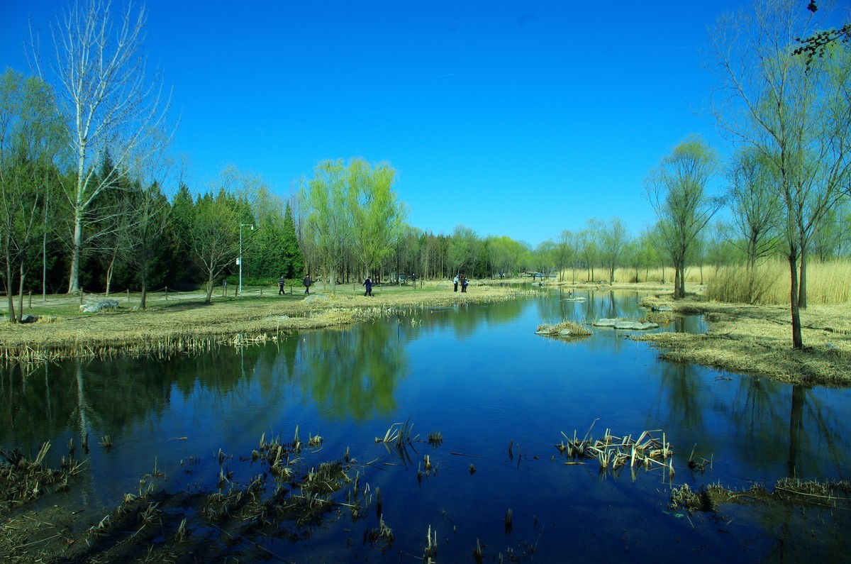 2022 —— 春风里，北京奥森公园奥海湿地景色