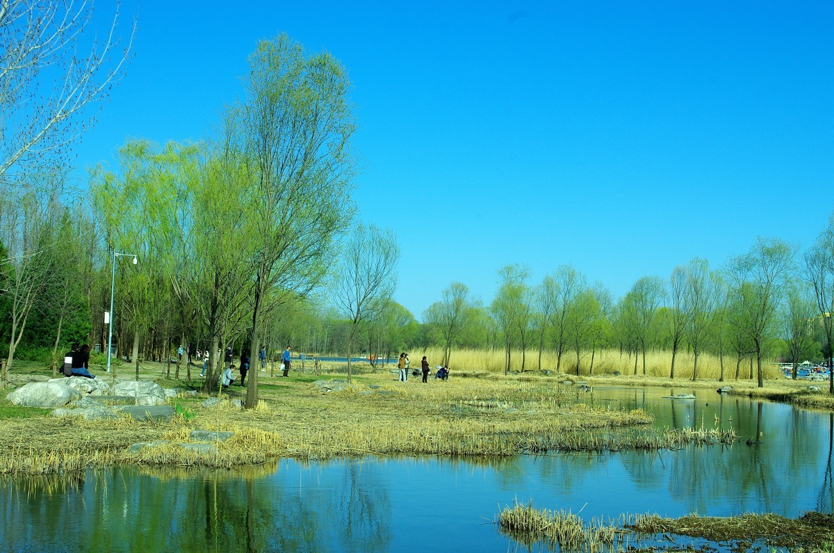 2022 —— 春风里，北京奥森公园奥海湿地景色