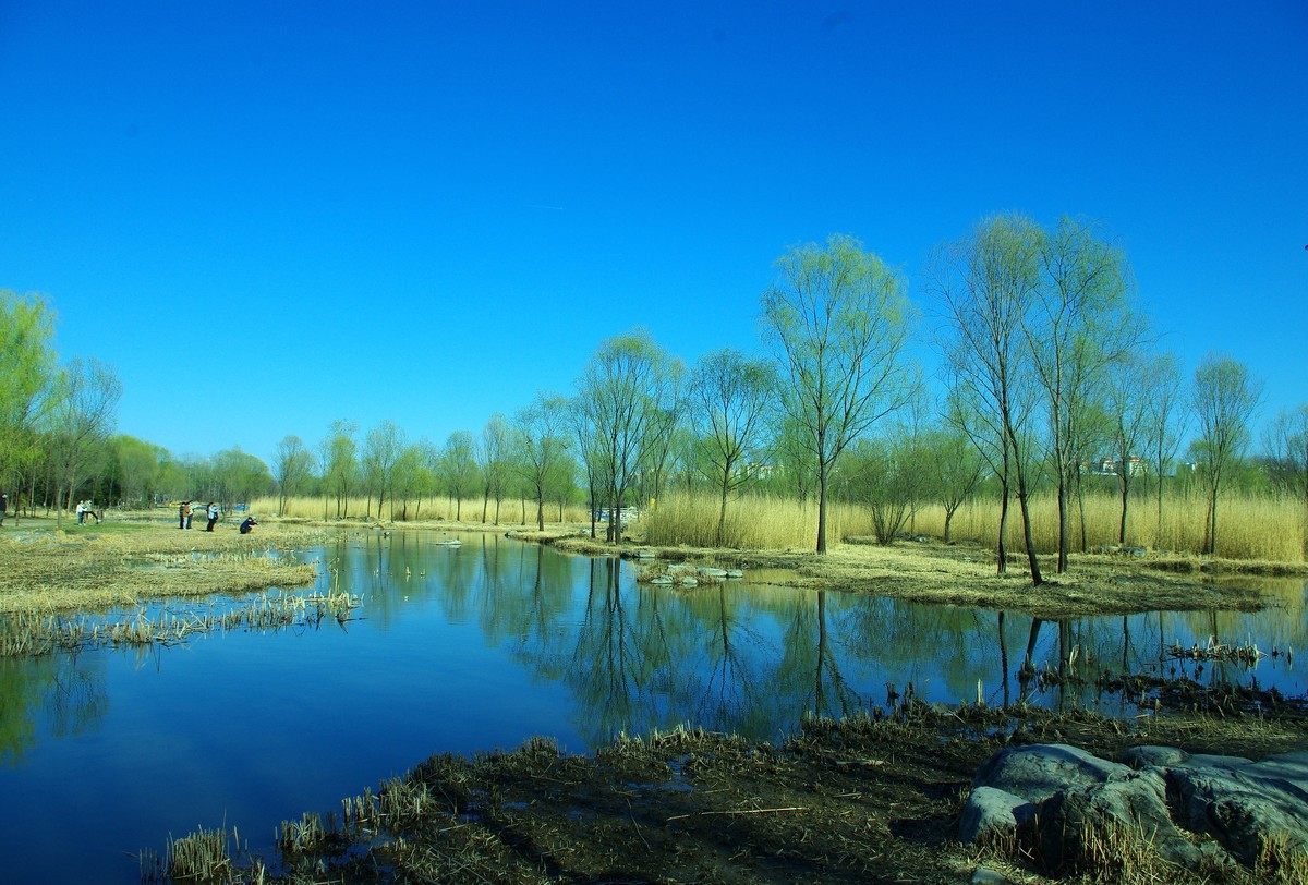 2022 —— 春风里，北京奥森公园奥海湿地景色