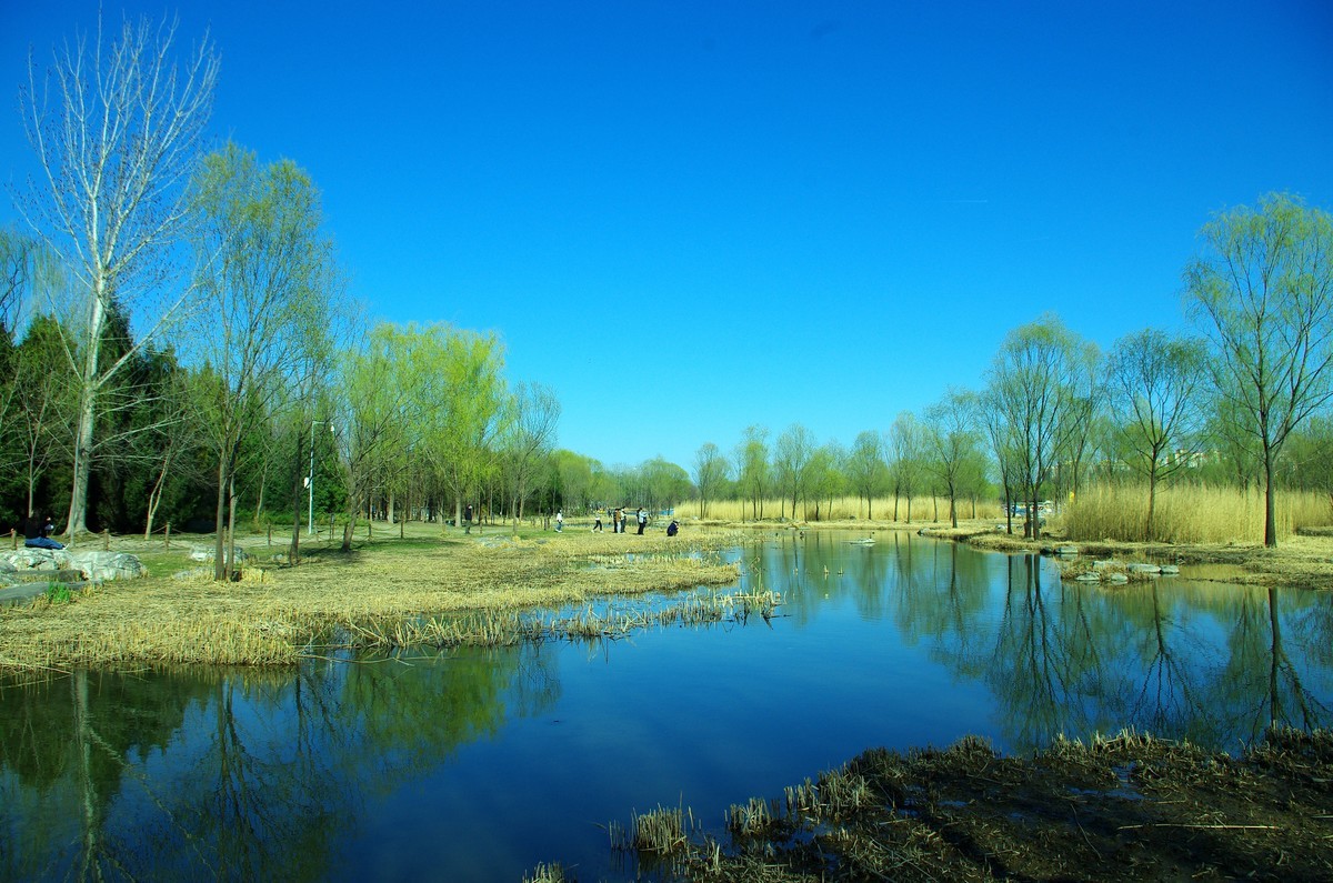 2022 —— 春风里，北京奥森公园奥海湿地景色