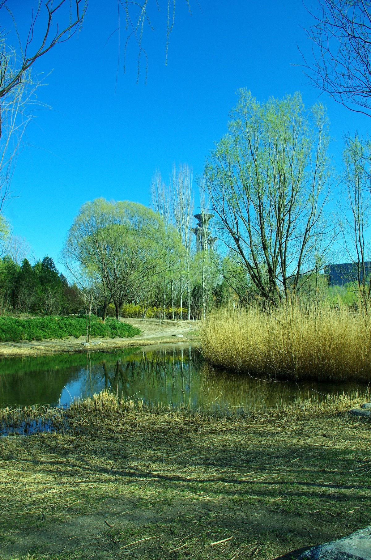 2022 —— 春风里，北京奥森公园奥海湿地景色