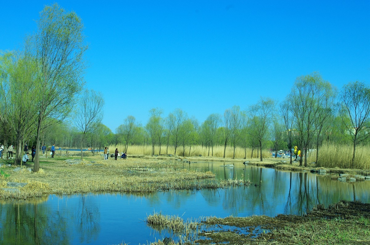 2022 —— 春风里，北京奥森公园奥海湿地景色