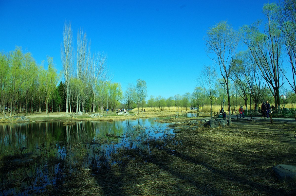 2022 —— 春风里，北京奥森公园奥海湿地景色