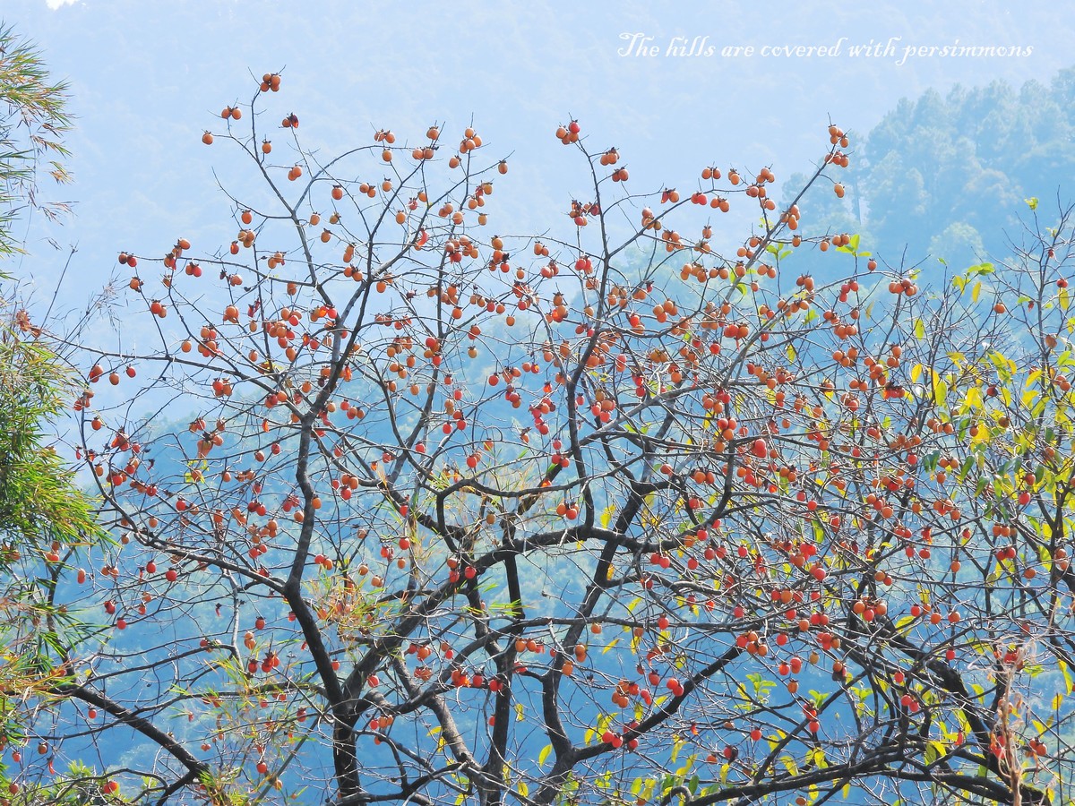 漫山遍野柿子红