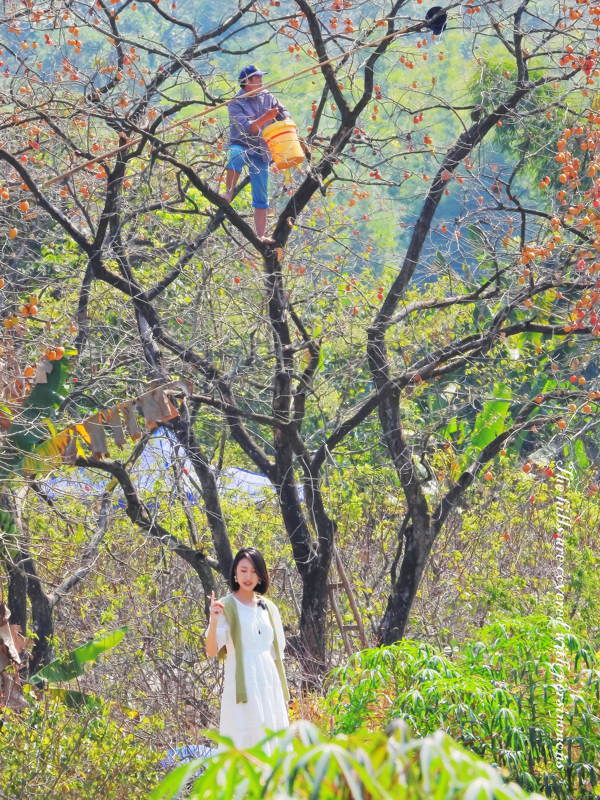 漫山遍野柿子红