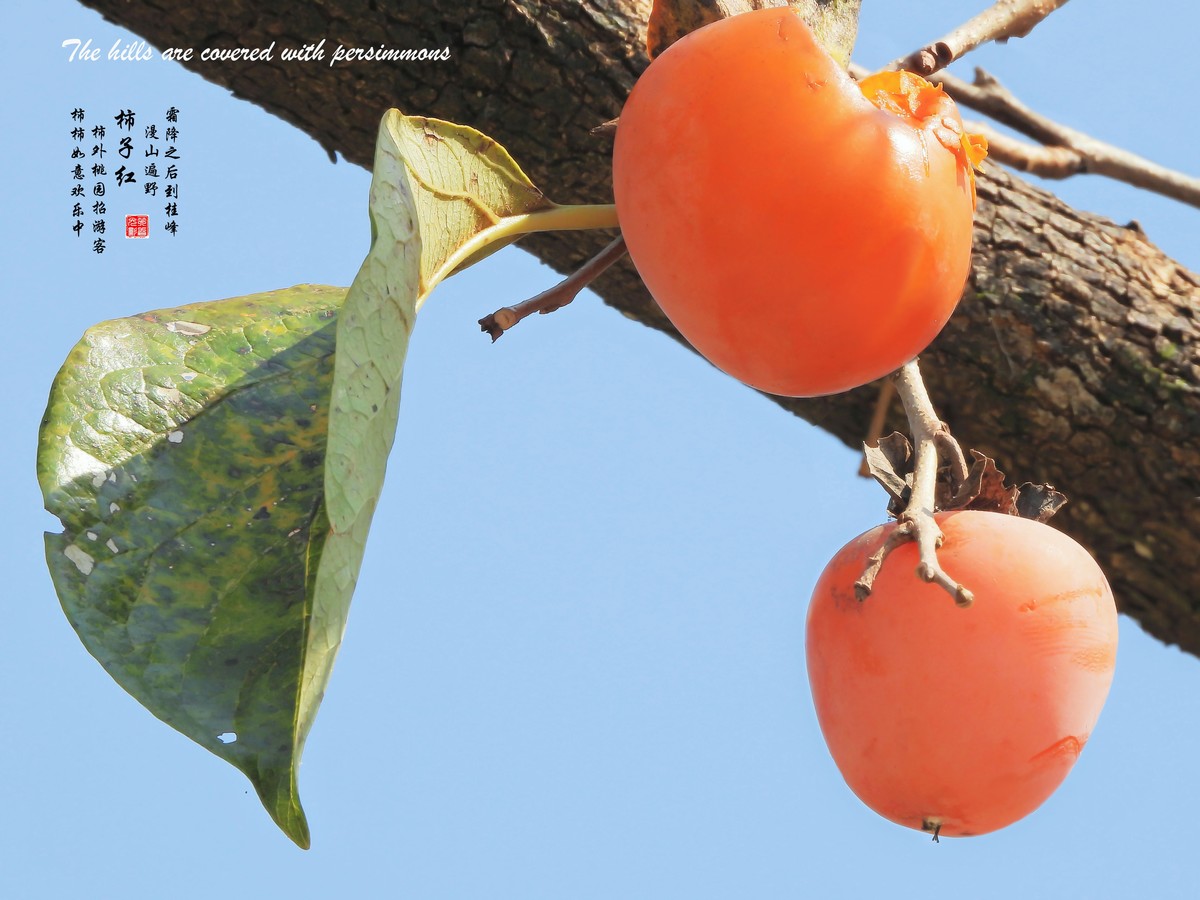 漫山遍野柿子红