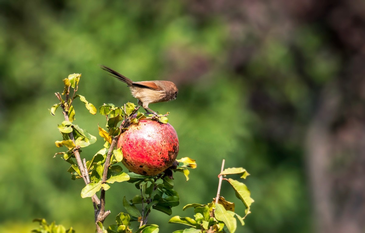 小萌·········粽头鸦雀（二十）