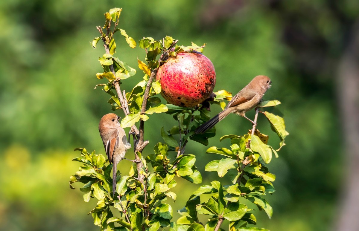 小萌·········粽头鸦雀（二十）