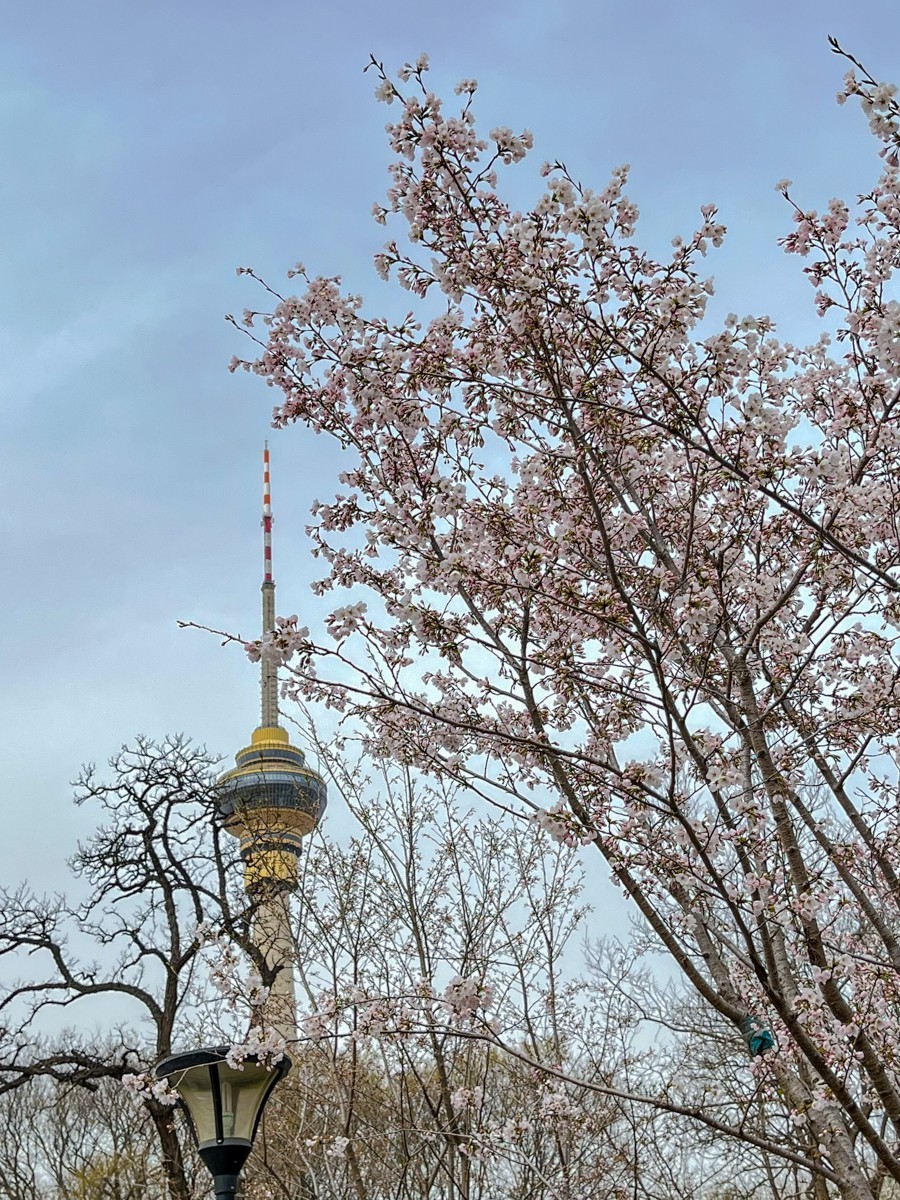 2023年第0192贴-玉渊潭樱花季（0325F）