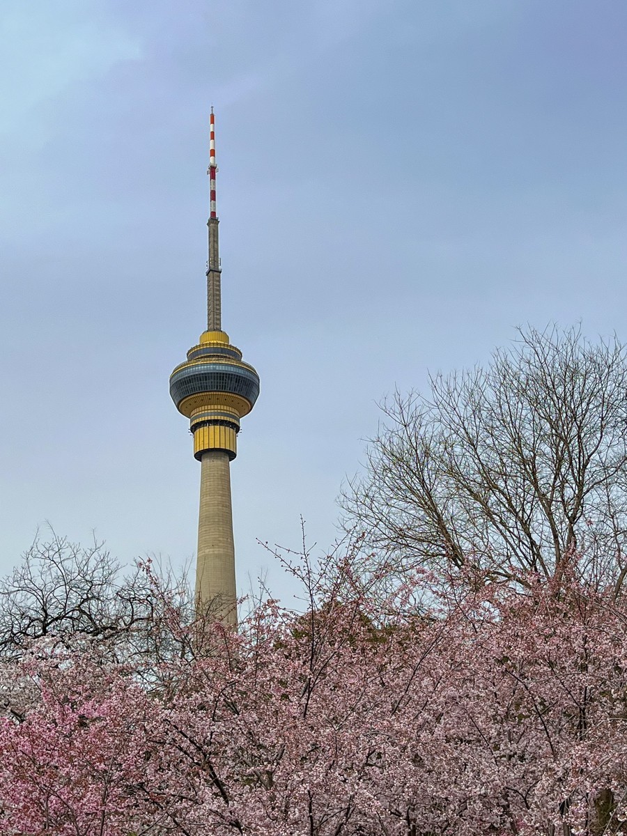 2023年第0192贴-玉渊潭樱花季（0325F）