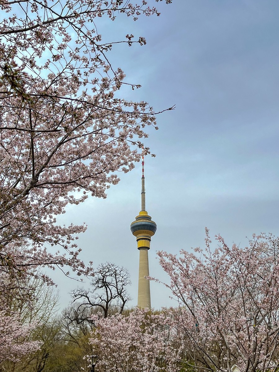 2023年第0192贴-玉渊潭樱花季（0325F）