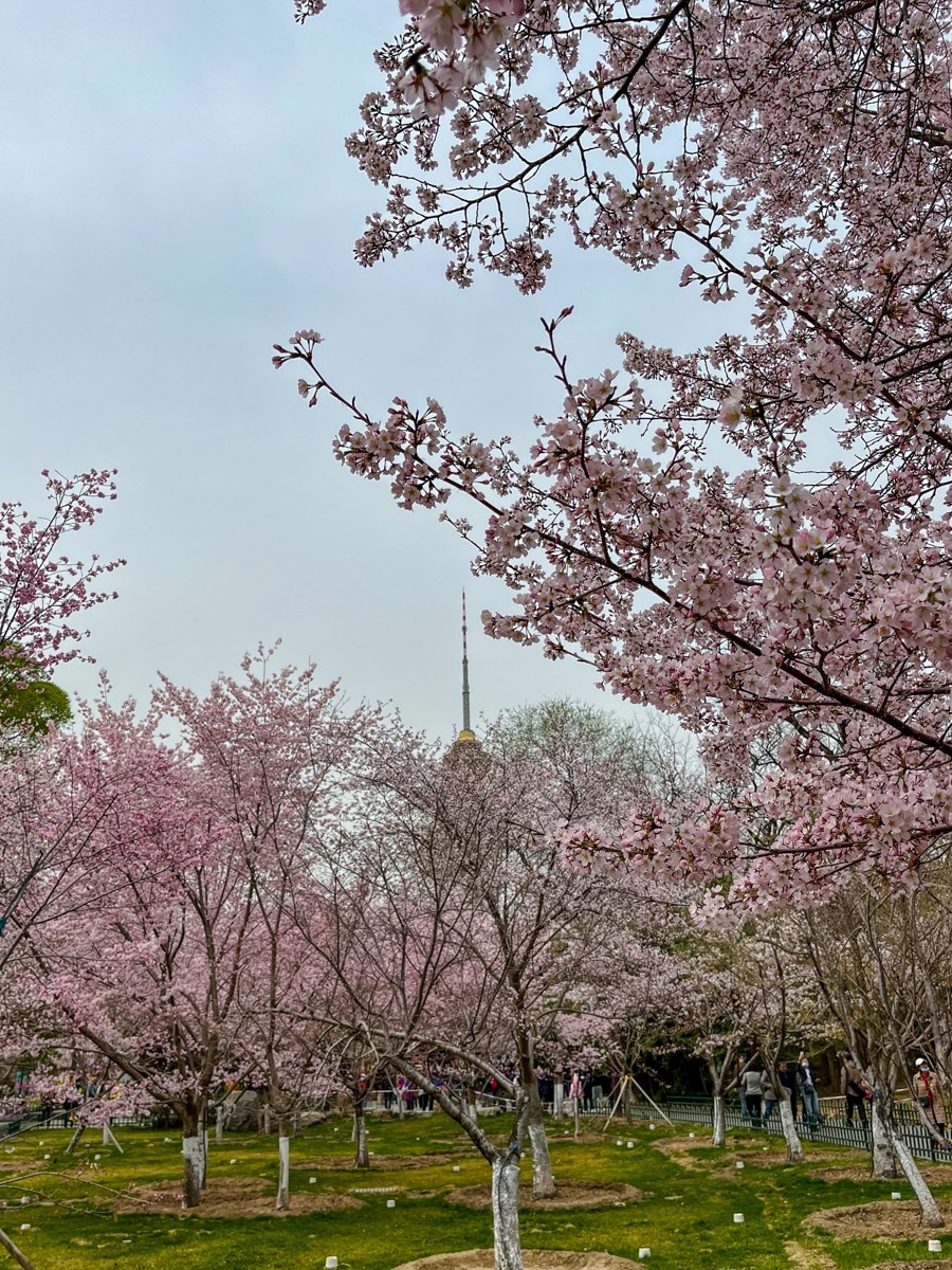 2023年第0192贴-玉渊潭樱花季（0325F）