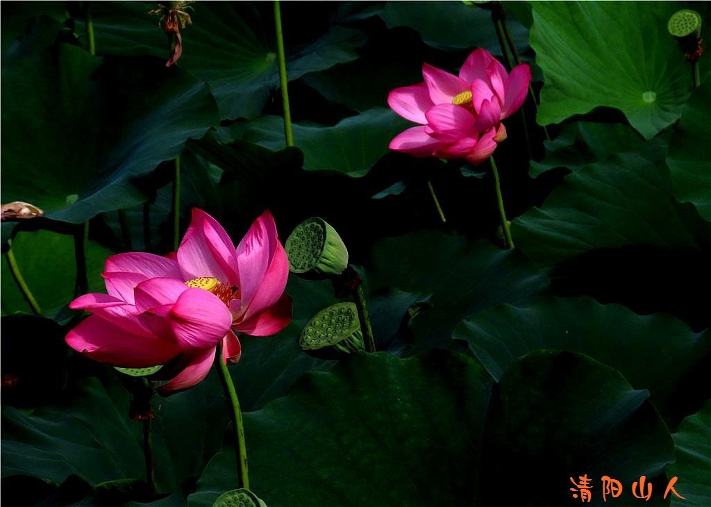 宝清县花卉{金水湾荷花 12}清阳山人