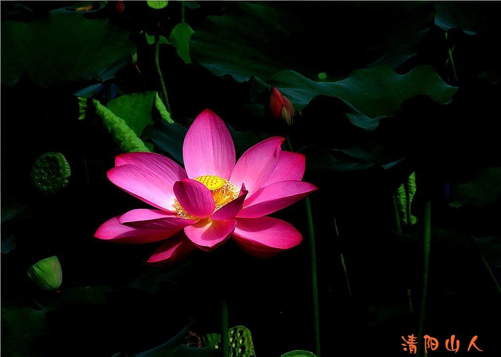 宝清县花卉{金水湾荷花 12}清阳山人