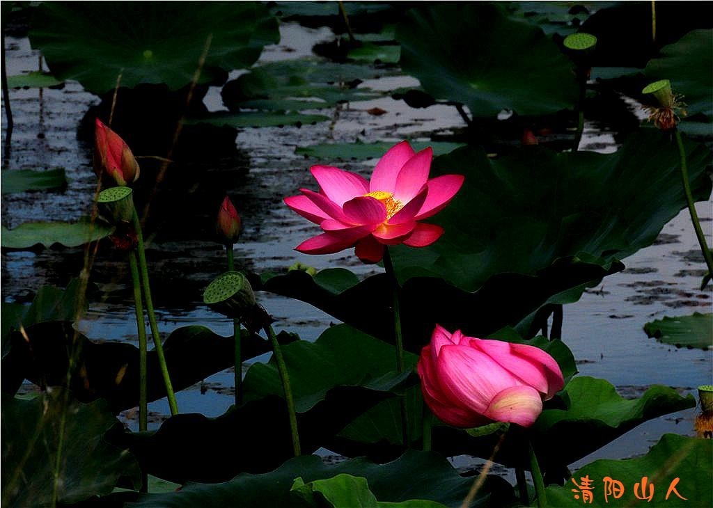 宝清县花卉{金水湾荷花 12}清阳山人