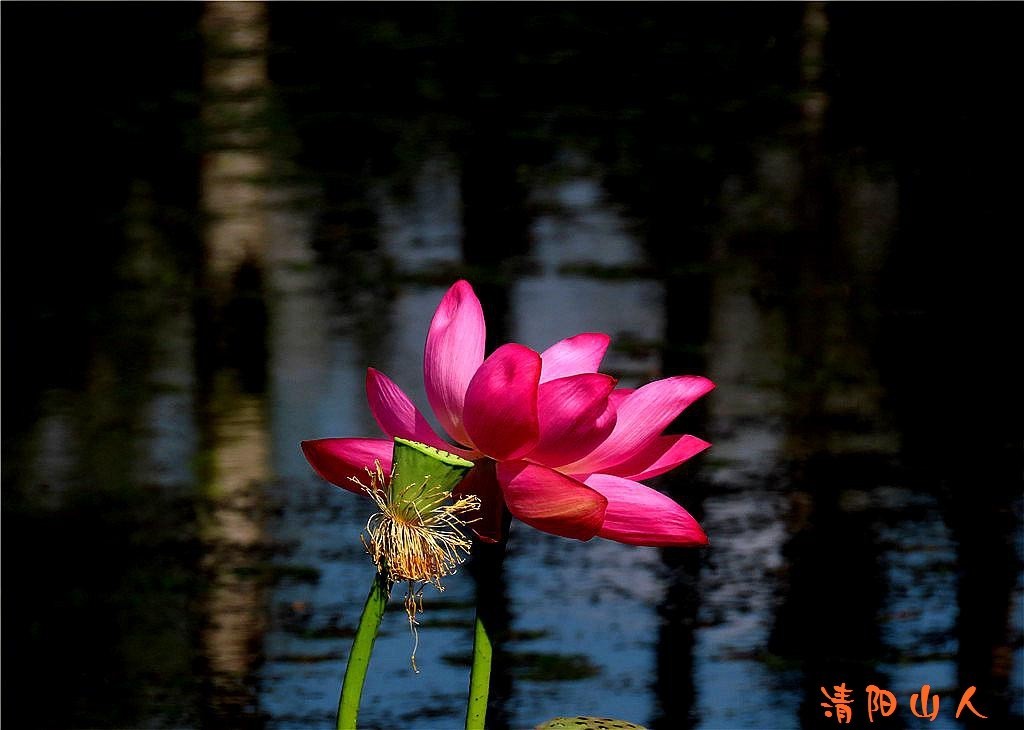 宝清县花卉{金水湾荷花 12}清阳山人