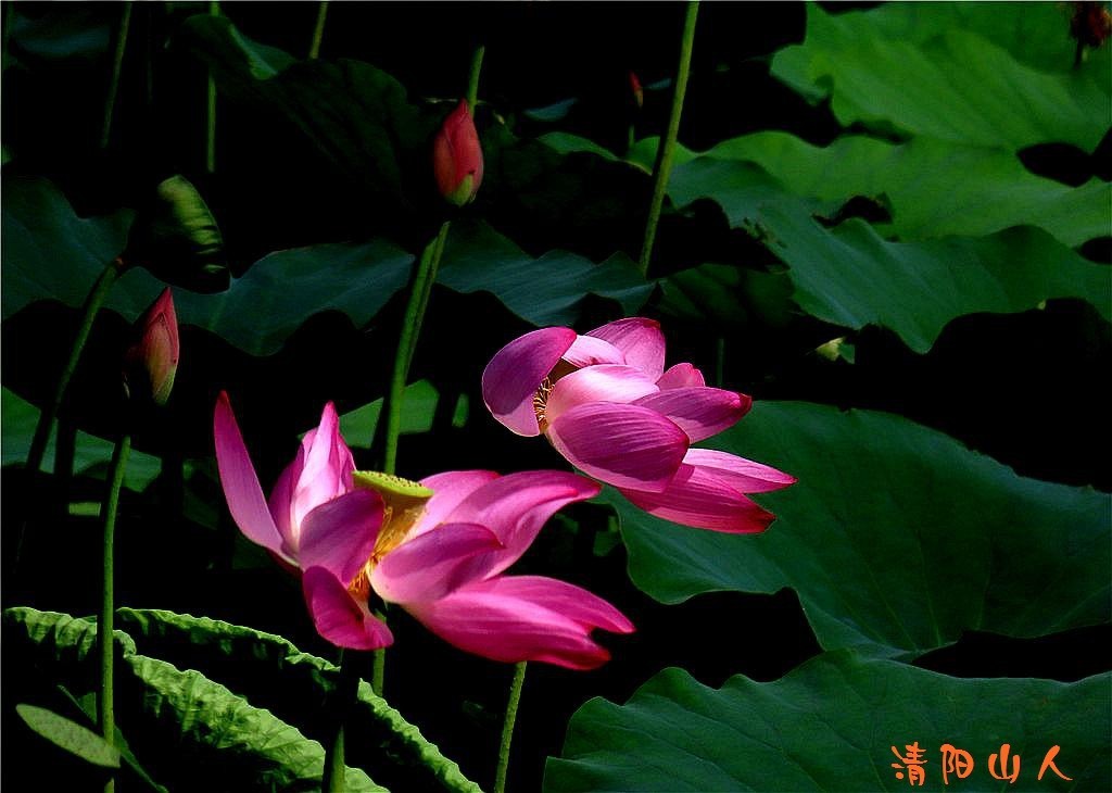 宝清县花卉{金水湾荷花 12}清阳山人