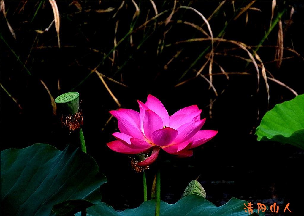 宝清县花卉{金水湾荷花 12}清阳山人