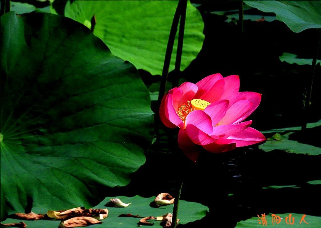 宝清县花卉{金水湾荷花 12}清阳山人