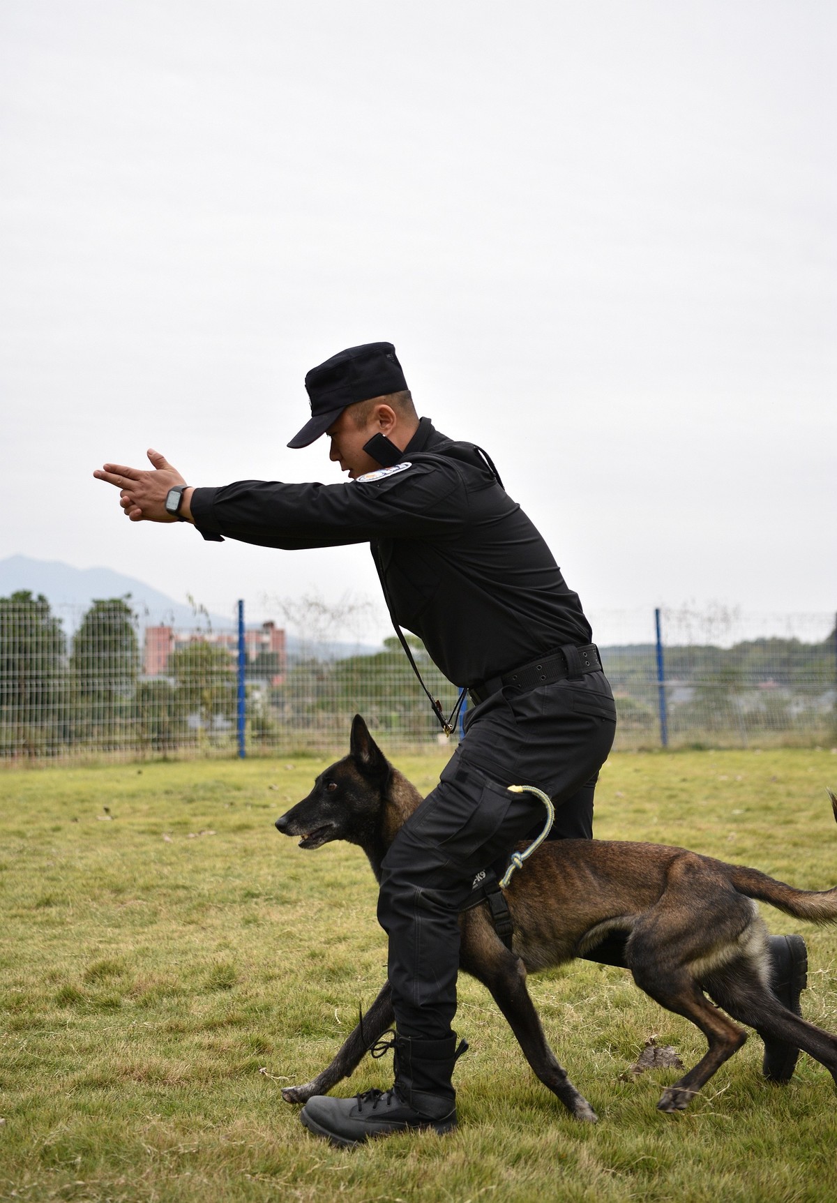 2,抓拍:公安警犬训练,激越瞬间