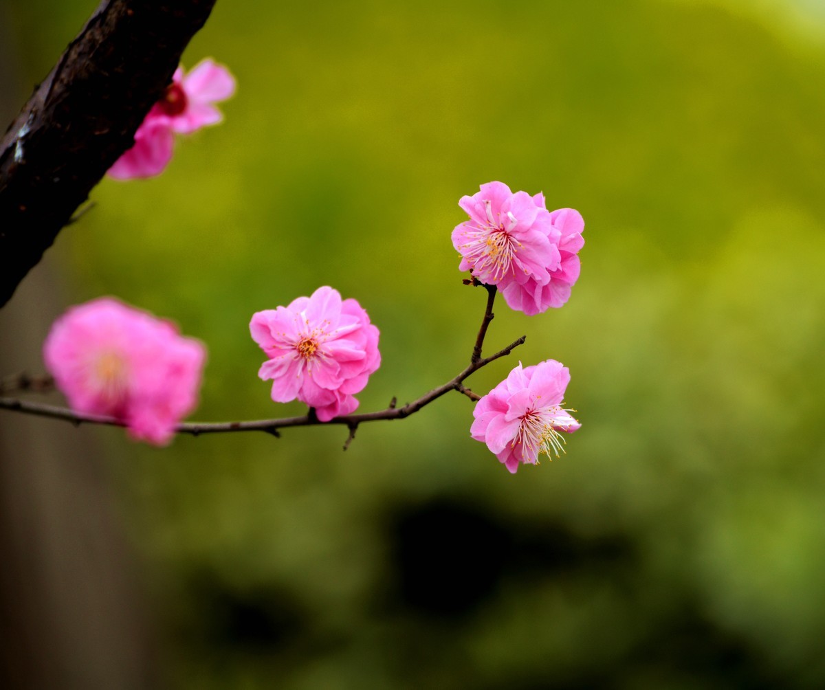 红梅花儿开