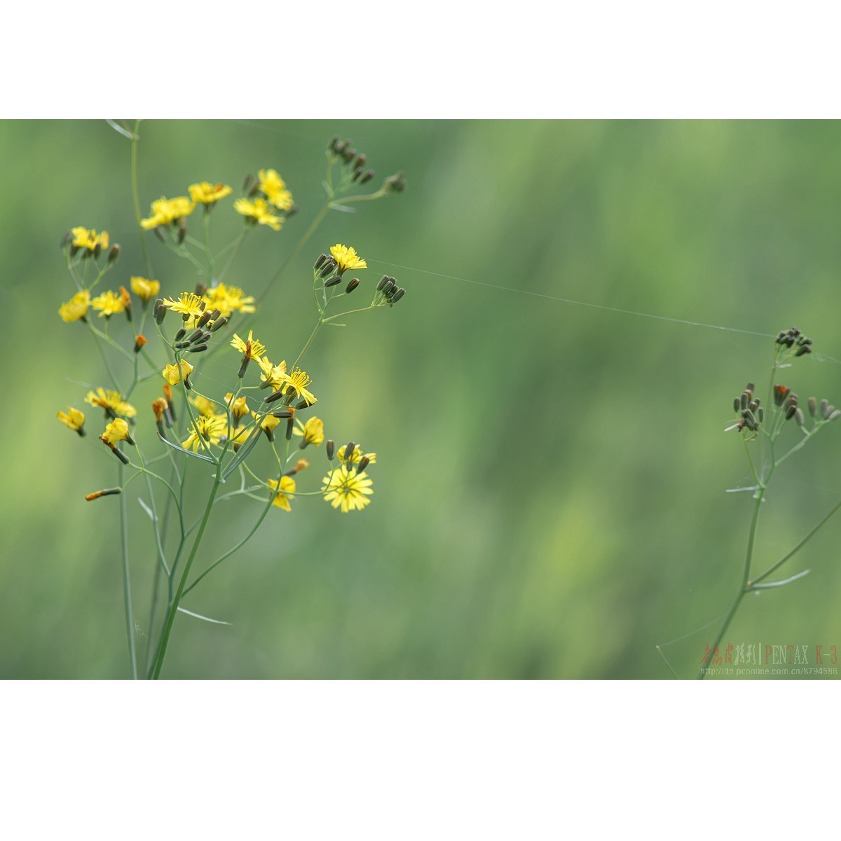 黄鹌菜、毛茛等