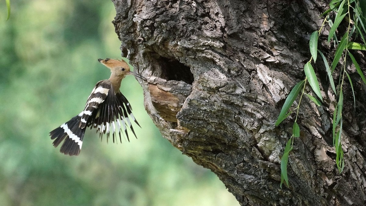 折返镜头拍的戴胜