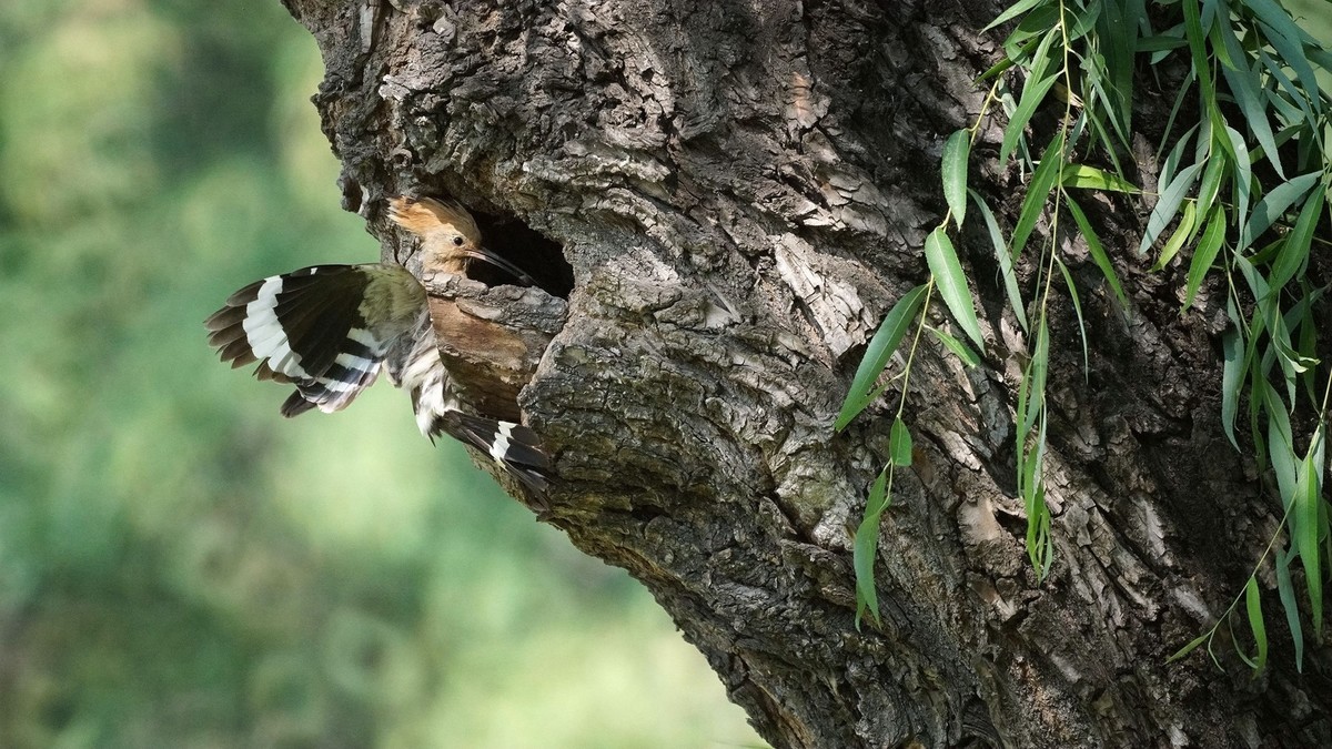 折返镜头拍的戴胜