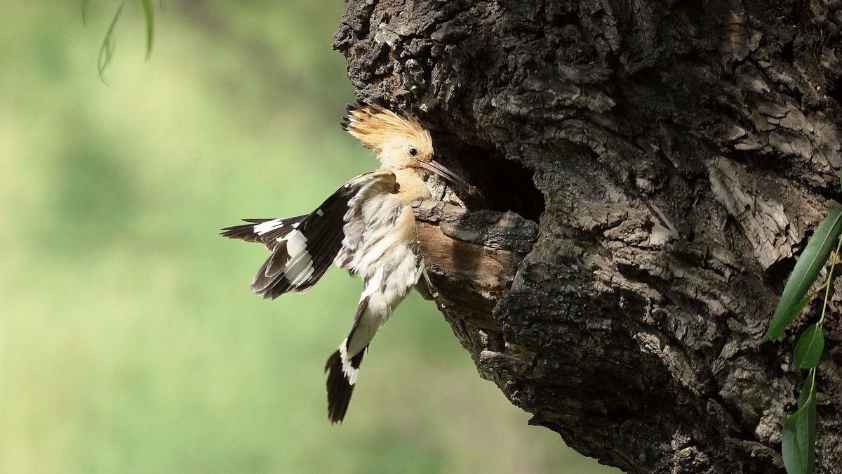 折返镜头拍的戴胜