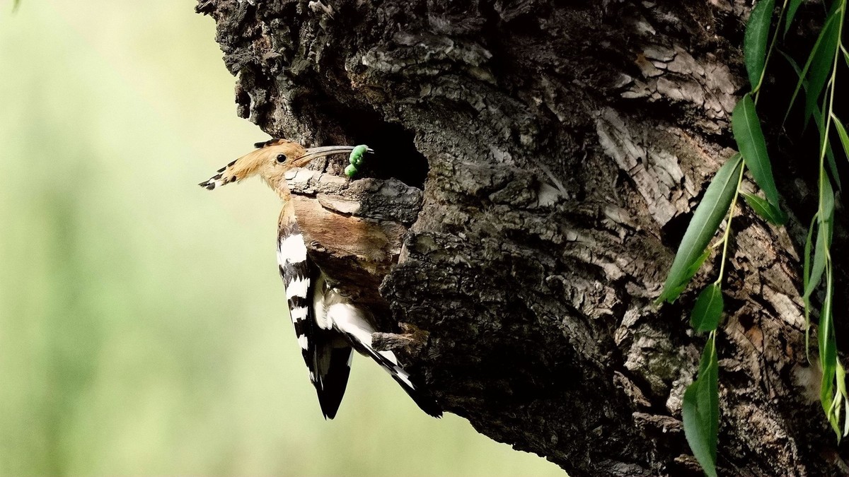 折返镜头拍的戴胜