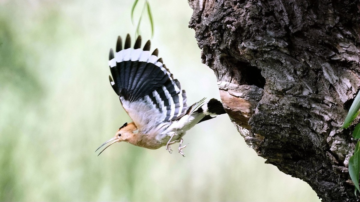 折返镜头拍的戴胜