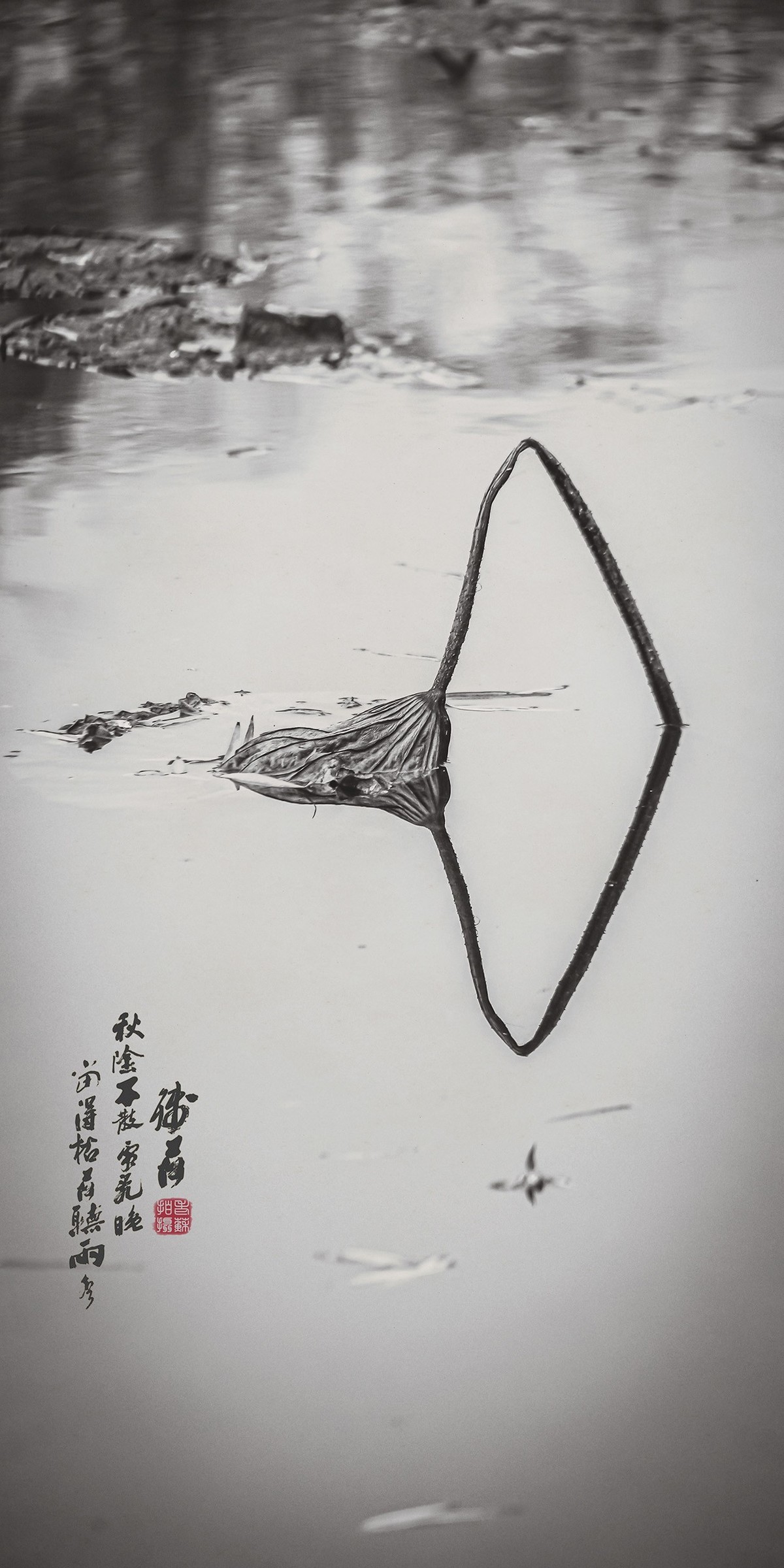 宁园残荷