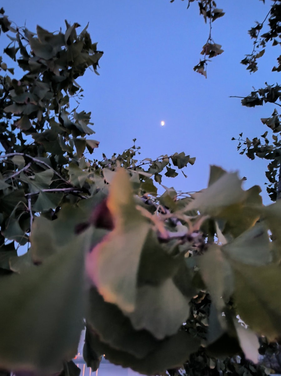 漫步星城 走街串巷（519）日暮九华湖