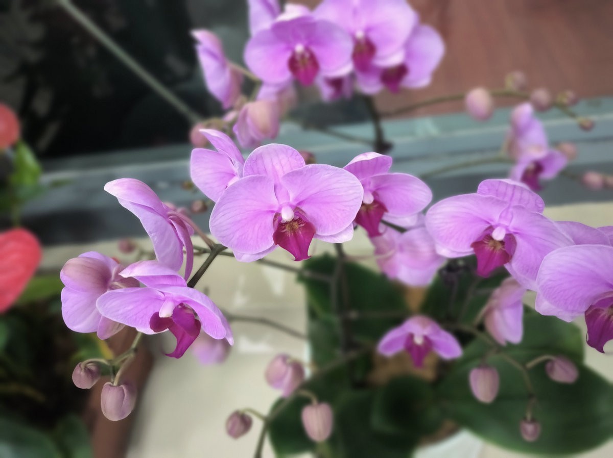 漫步星城 走街串巷（563）晨花