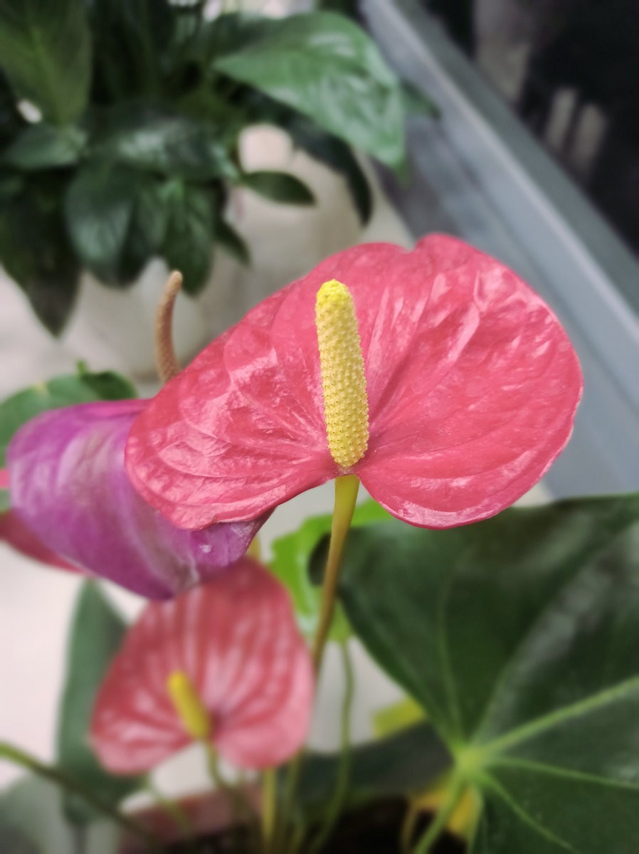 漫步星城 走街串巷（563）晨花