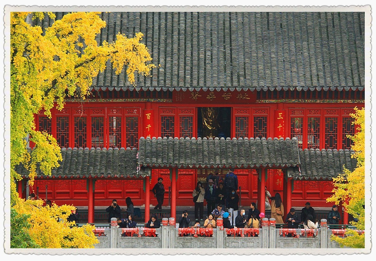点缀寺庙的银杏叶