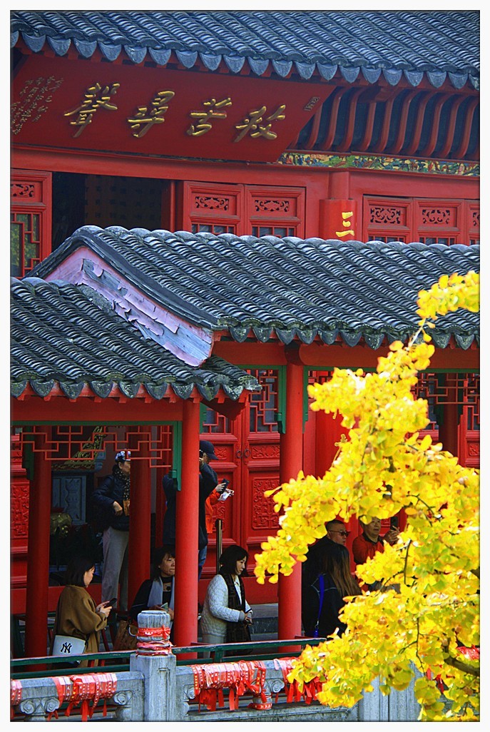 点缀寺庙的银杏叶