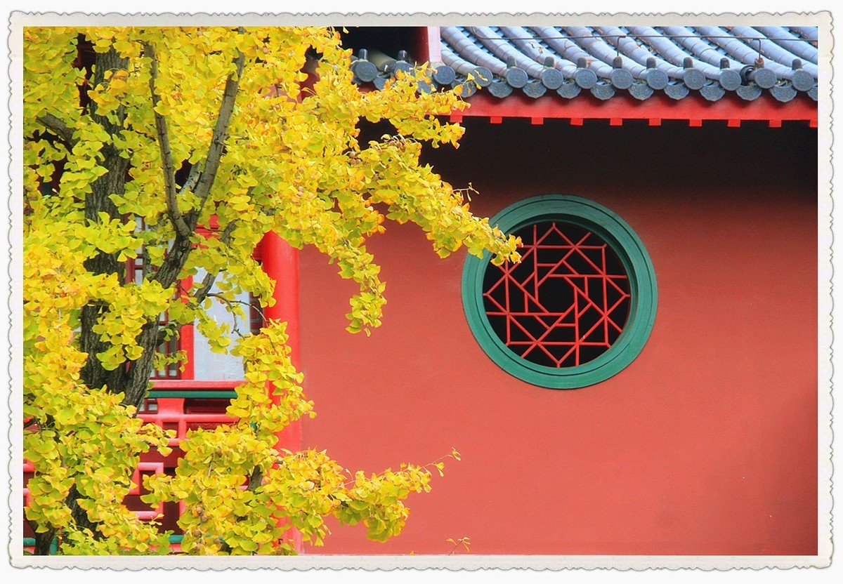 点缀寺庙的银杏叶