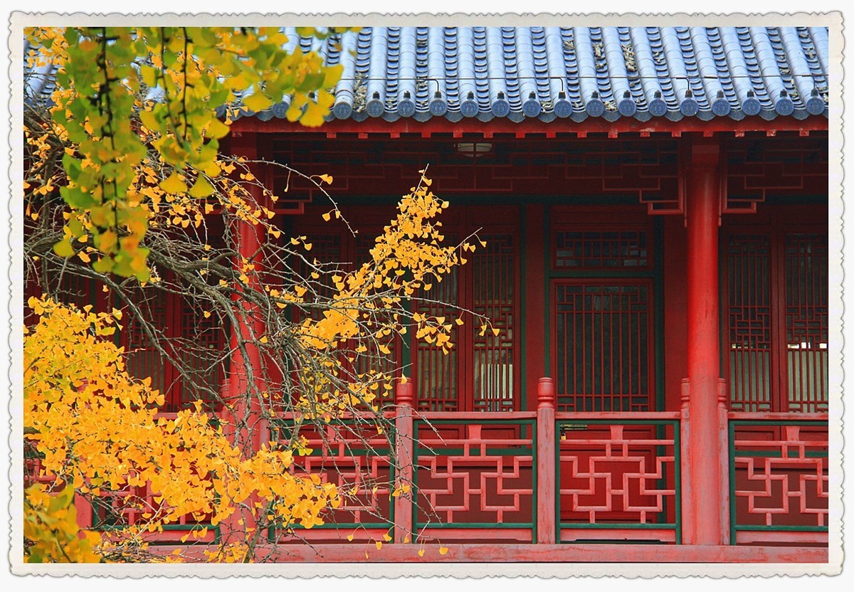 点缀寺庙的银杏叶