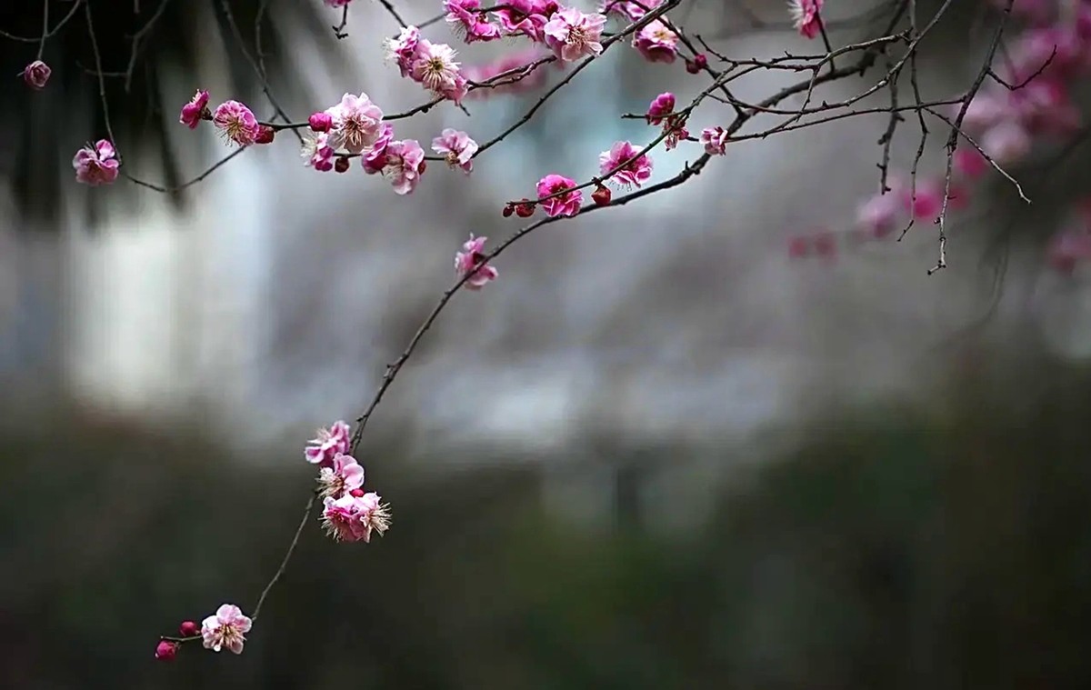 梅花香自苦寒来