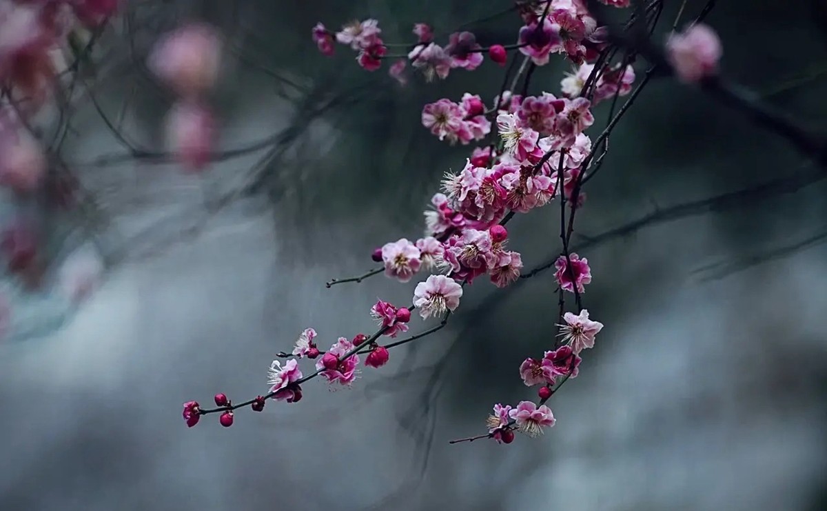 梅花香自苦寒来