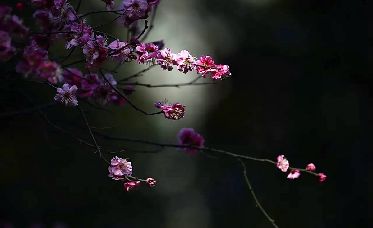 梅花香自苦寒来