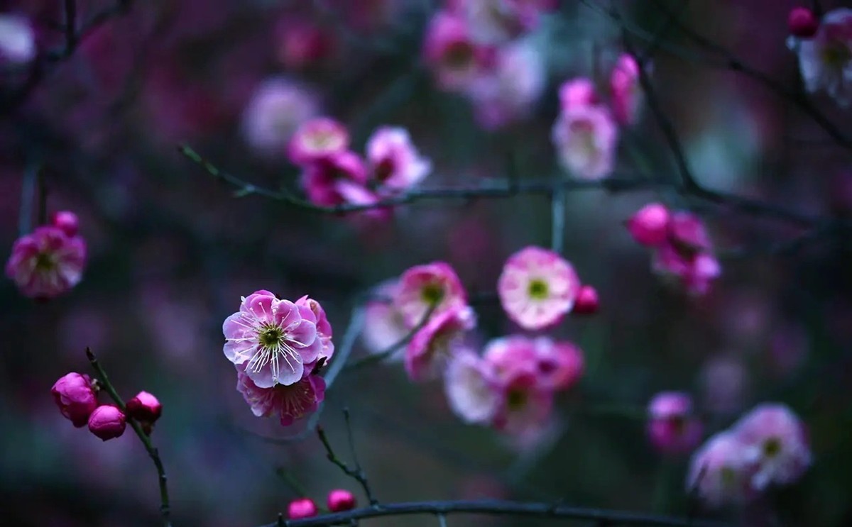 梅花香自苦寒来